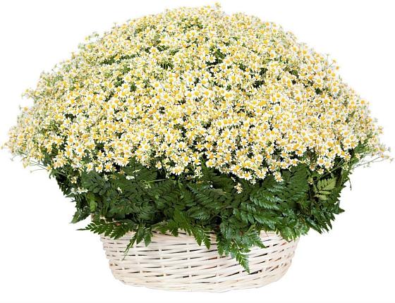 Цветочная композиция из Ромашки в корзине в Щиграх