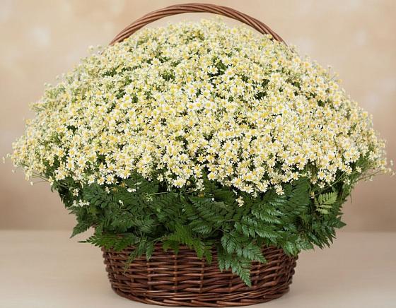 Цветочная композиция из Ромашки в корзине в Щиграх